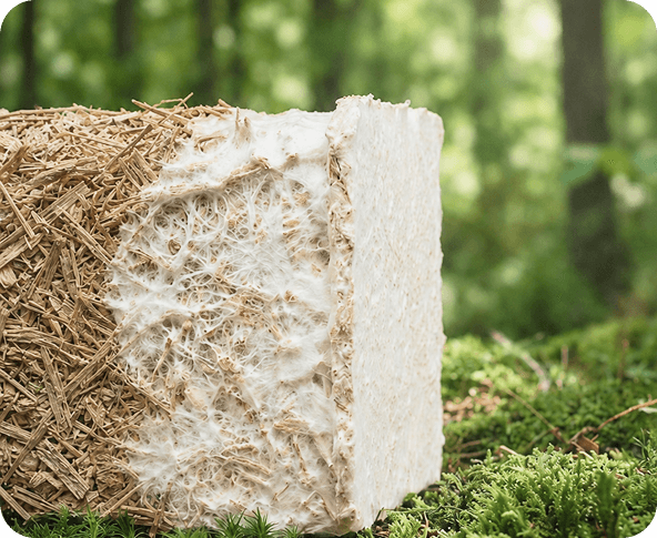 A block of mycelium-grown bio-material resting on the forest floor