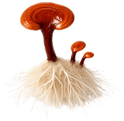 Reishi mushrooms with white mycelium root network